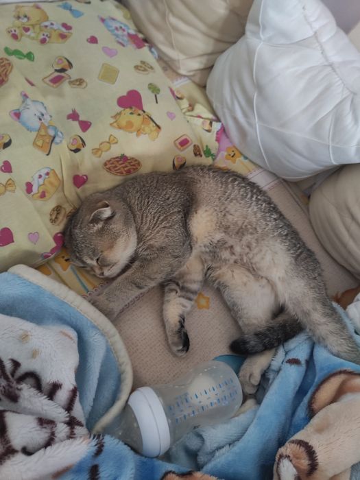 продам кошечку Скоттиш-фолд