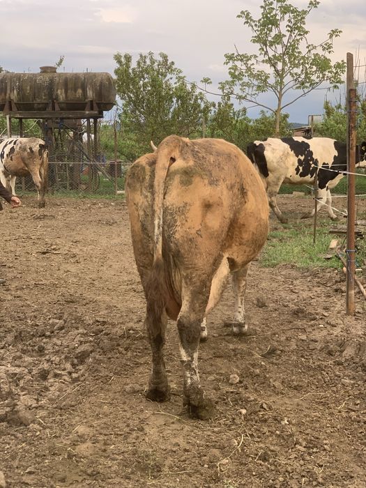Vand vaca baltata