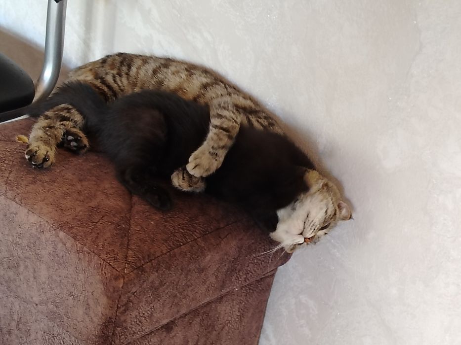 Ласковая черная кошка, приучена к лотку. В добрые руки.