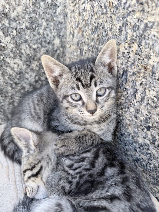 Котята в добрые руки!