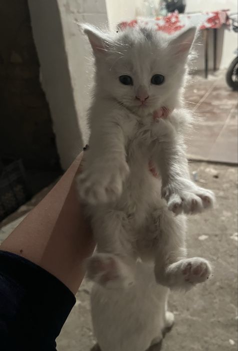 Отдам котят в хорошие руки