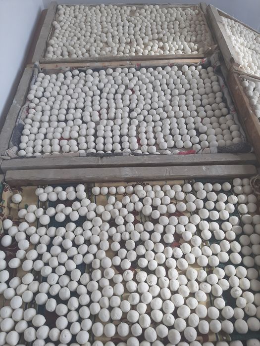 Zomin Qurti qaynatilgan Sifatli va hamyonbop