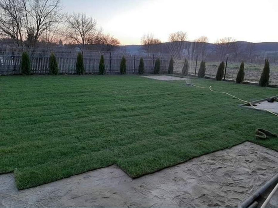 Gazon rulou plante ornamentale