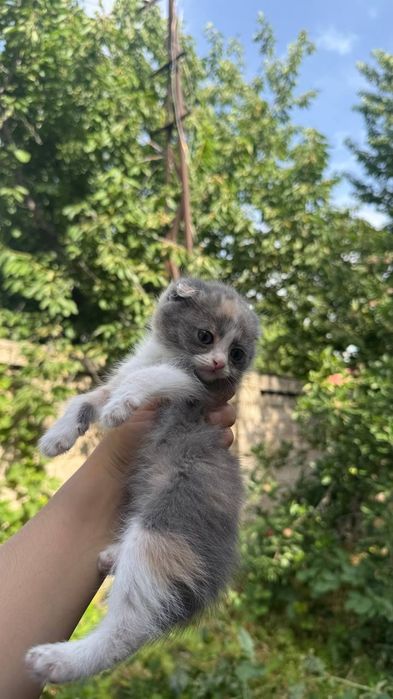 Продаётся котята вислоухие