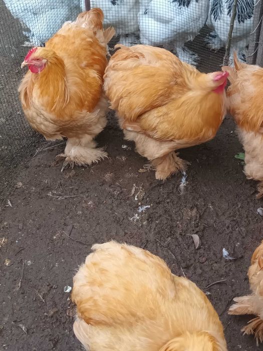 Cochinchina galben cocosi 2026