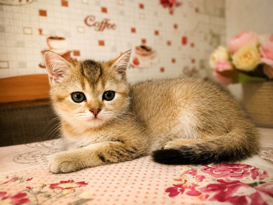 Шотландские котята