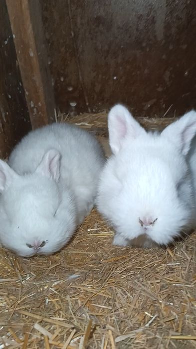 NZB Quyon va bolari sotiladi