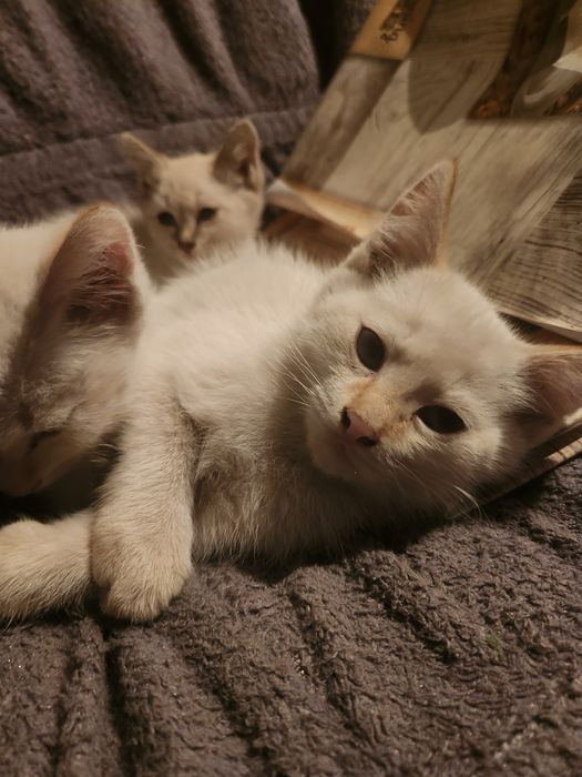 Отдам котят мальчиков