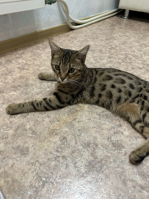 Бенгал котенок (4 месяца)