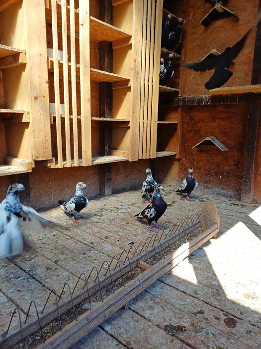 Vând porumbei stil vechi