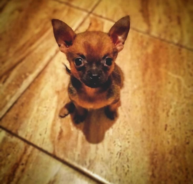 Ищем невесту  для  кобеля