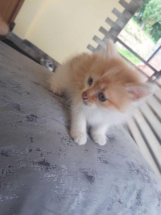 Caut familie iubitoare pentru o mămică pisică și cei doi puișori ai ei (3 luni)