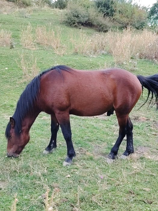 Cârlan de 2 ani, semi greu din părinți foarte buni!