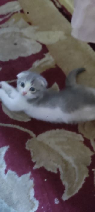 Котёнок скотиш фолд.