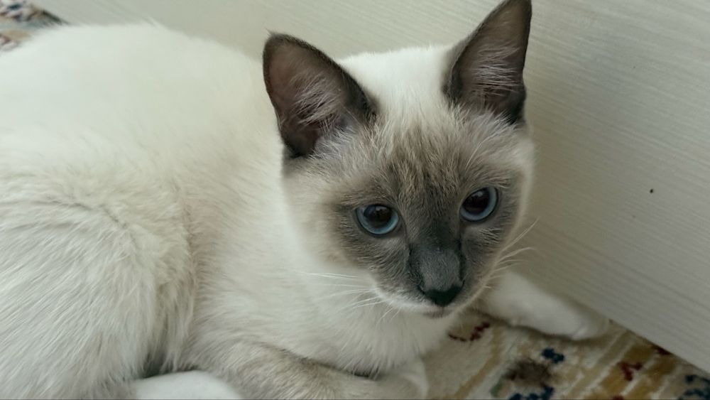 Кошка сиамская.