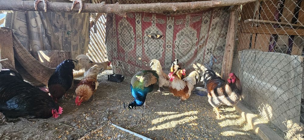 Cocosi pe alese. Australop toate culorile, unul wiandotte