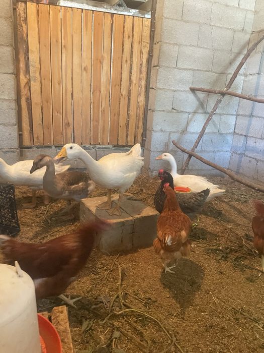 Продам гусей индюков и куриц