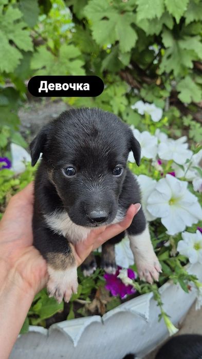 Отдам щенят в добрые руки