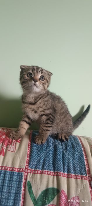 Британец котенок