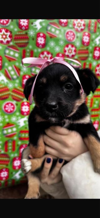 Щеночки отдаем в добрые руки!