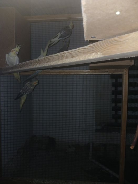 Попугай карелла.