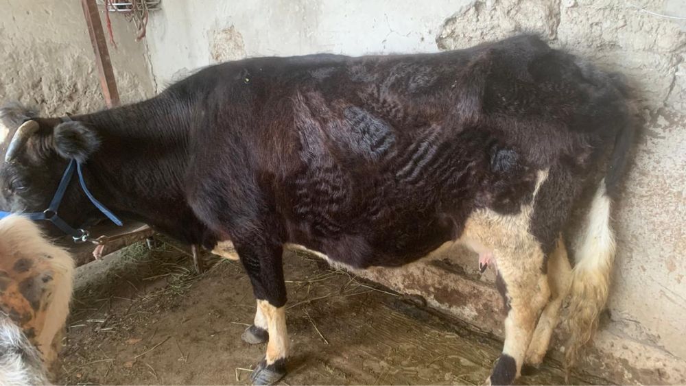 4ши тума сауын сиыр