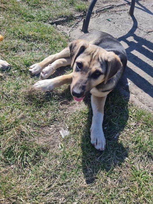 Щенки мальчик и девочка бесплатно