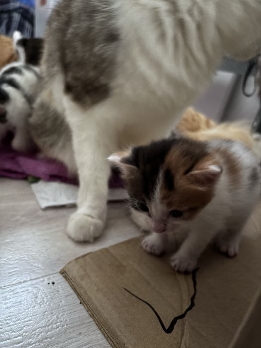 Отдам котят в добрые руки