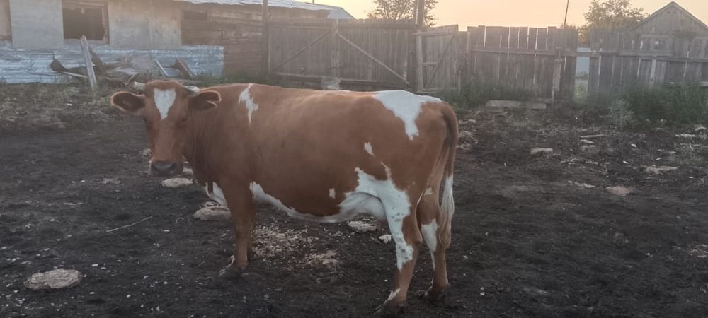 Продам корову, 4 года