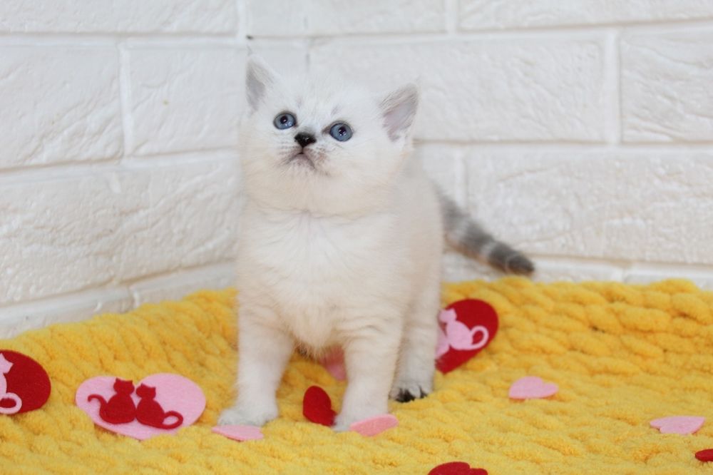Шотландские Котята.
