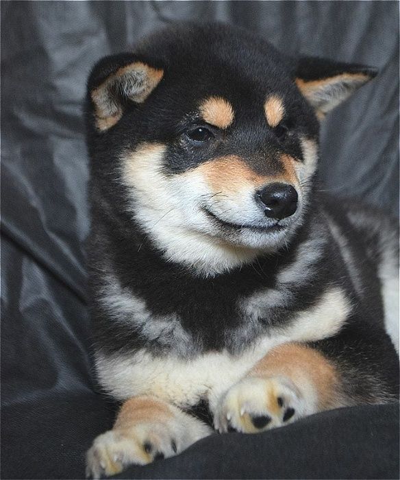 японские сибушки