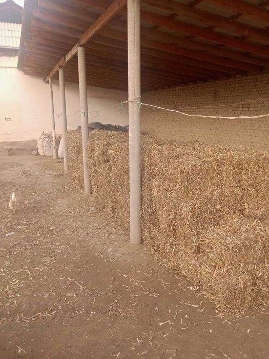 Pres bor bekobod tumani dvz 1.2