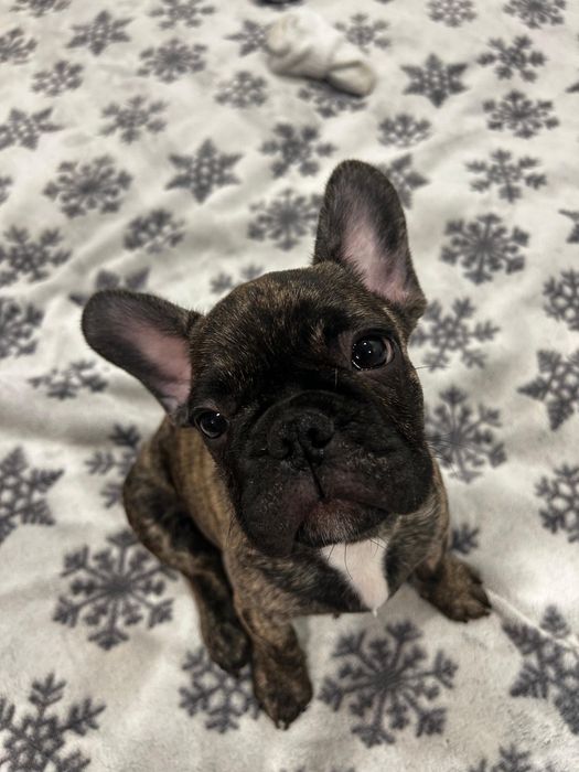 Щенки Французкого будьдога