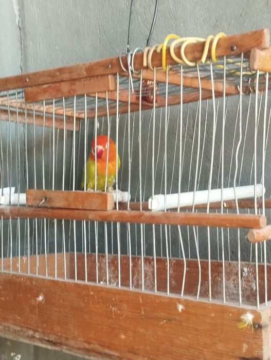 Toti ohirgi zotlaridan
