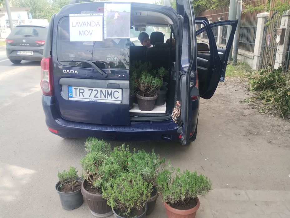Lavanda levănțică comuna Berceni/Apărătorii Patriei