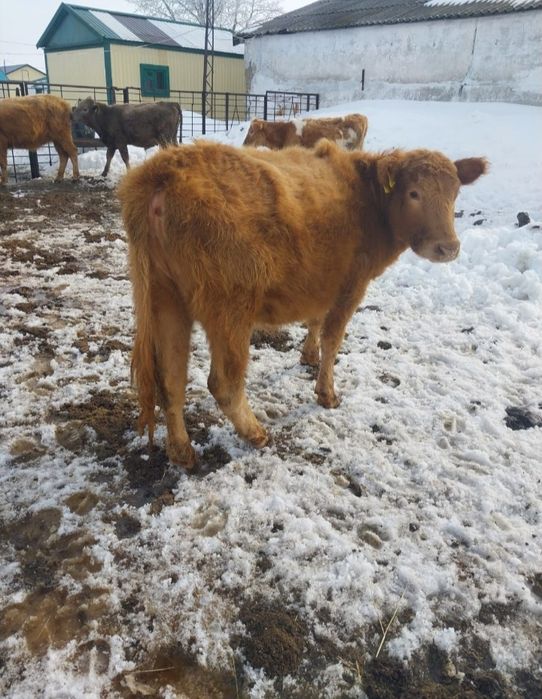 Продам 7 телок год и два месяца