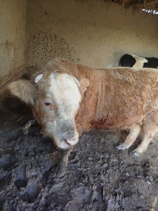 O'kicha sotiladi 40 milon kelshamiz