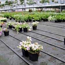 Folie textila (agrotextil) tesatura pp UV 5 ani 1x100m 100 gr/mp