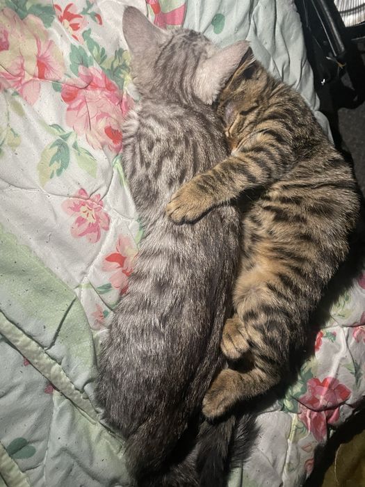 Котята , кошка и 1 кот