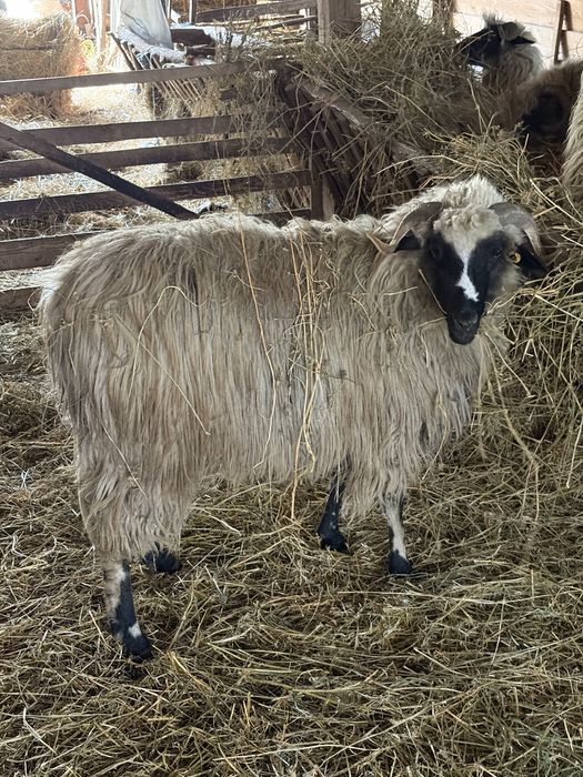 De vanzare oi cu miei