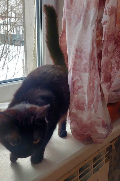 Кошечка 6 месяцев.