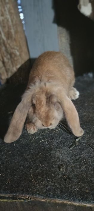 Iepuri urias berbec!!