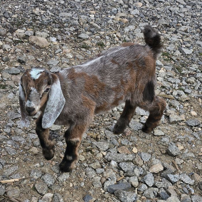 Iezi si capre de vanzare