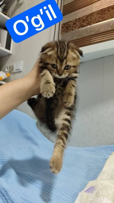 Мушукла сотилади