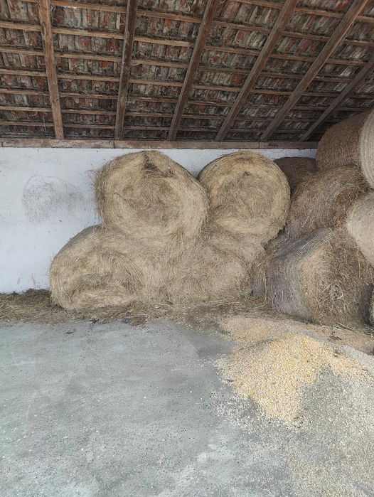 Vând baloți de fan 1.35m