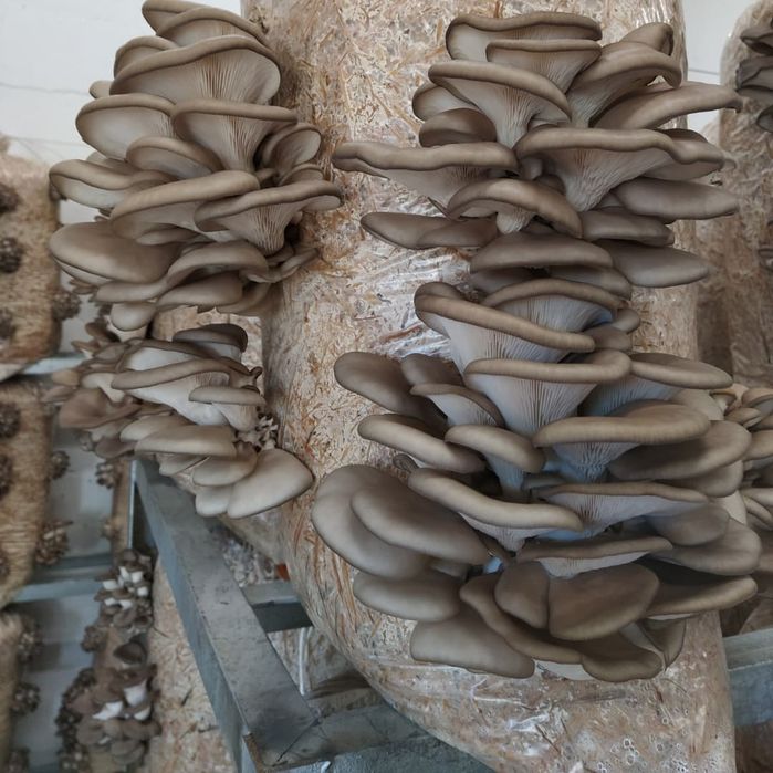 Ciuperci Pleurotus
