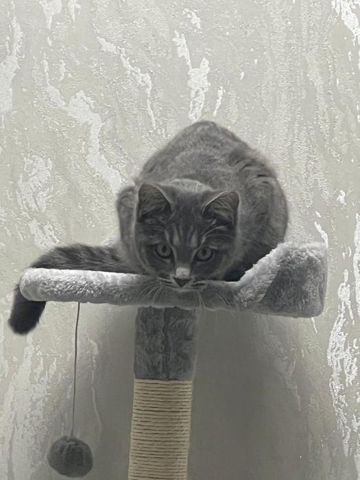Кошка очень красивая