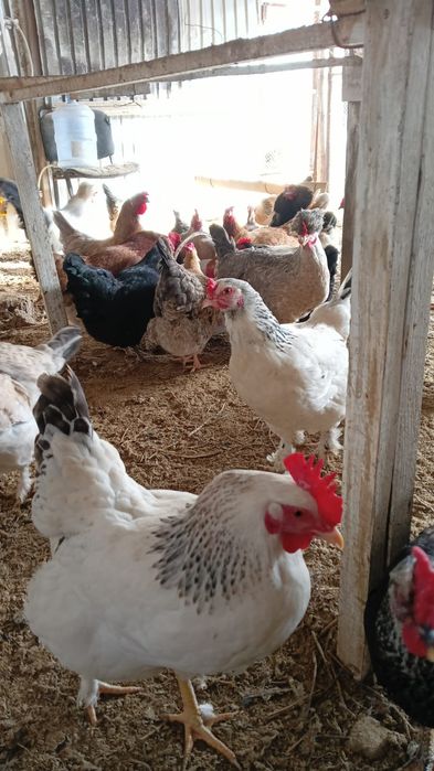 Инкубационное яйцо