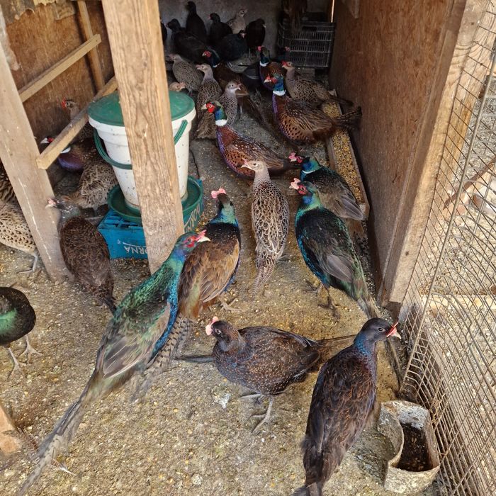 Fazani tenebros,comuni și ornament