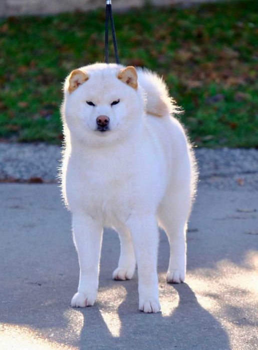Шиба ину - верен приятел в игрите!
